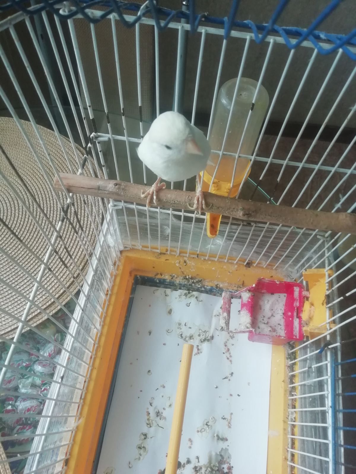 Кенар