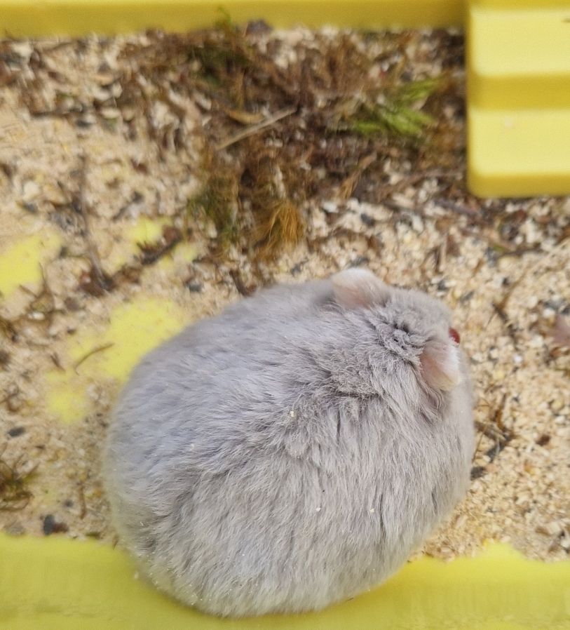 Хом Джунгарський Фенотип Lilac