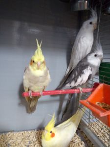Продам молодих корелл!!