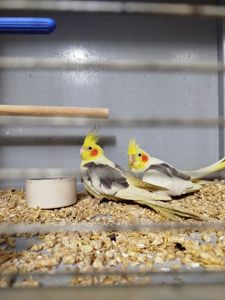 Продам молодих корелл!!