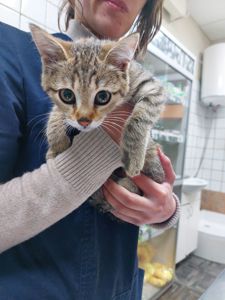 Кошеня (дівчинка)