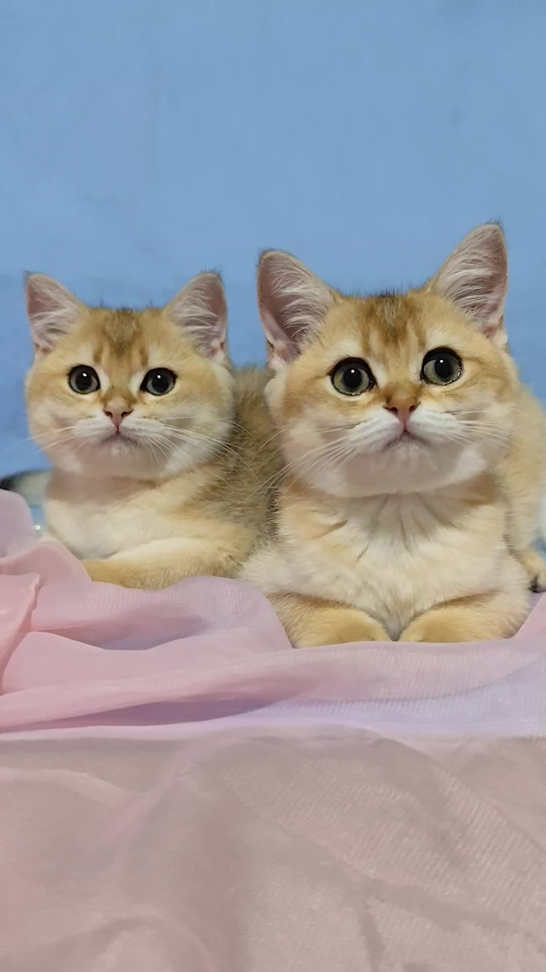 Золота шиншила