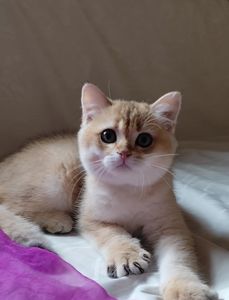 Золота шиншила