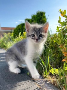 Кошеня в добрі руки