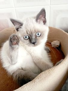 Милі Кошенята шукають дім