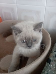 Милі Кошенята шукають дім