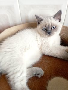 Милі Кошенята шукають дім