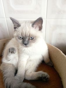 Милі Кошенята шукають дім