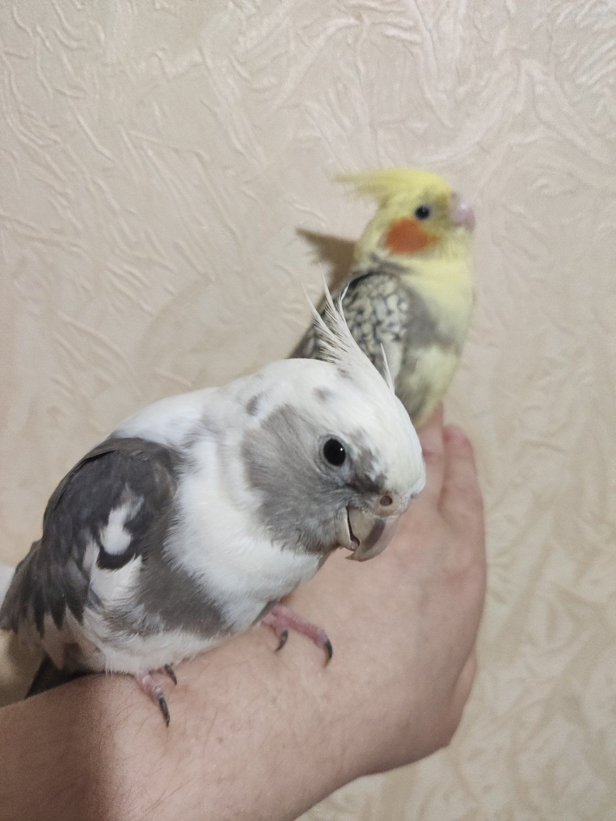 малыши Корелл