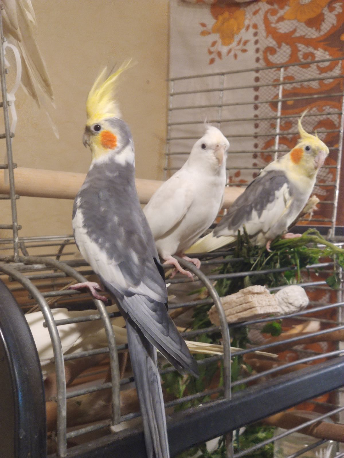малыши Корелл