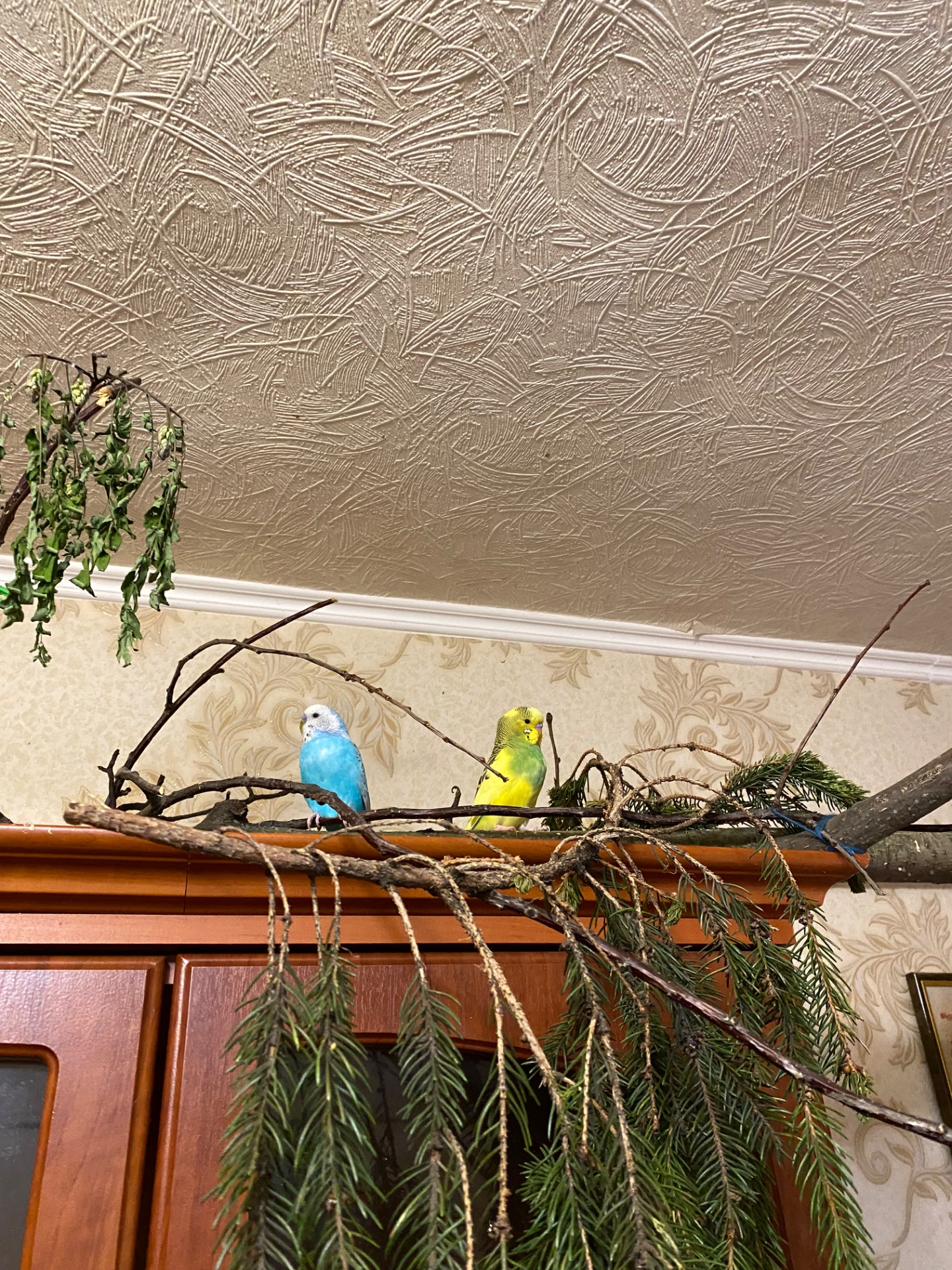 Пара папуг