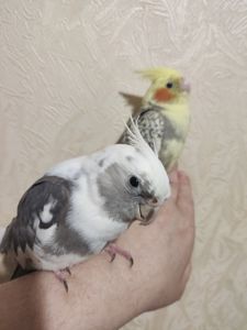 малыши Корелл