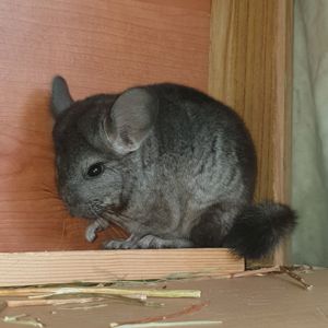 Маленькая самочка шиншиллы эбони светлая носительница ангоры и фиолета