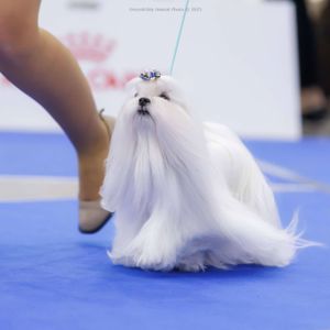 Кобель чемпіон для в'язки