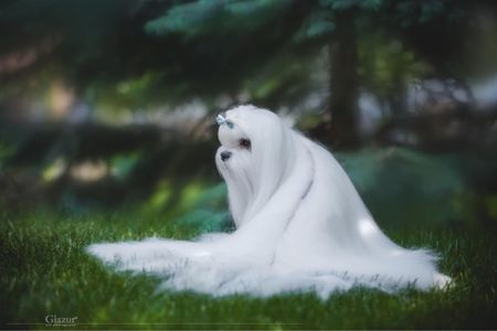 Кобель чемпіон для в'язки