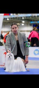 Кобель чемпіон для в'язки