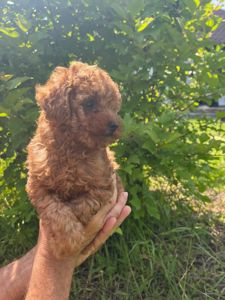 Дівчинка породи poodle toy (метис)