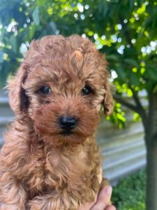 Дівчинка породи poodle toy (метис)