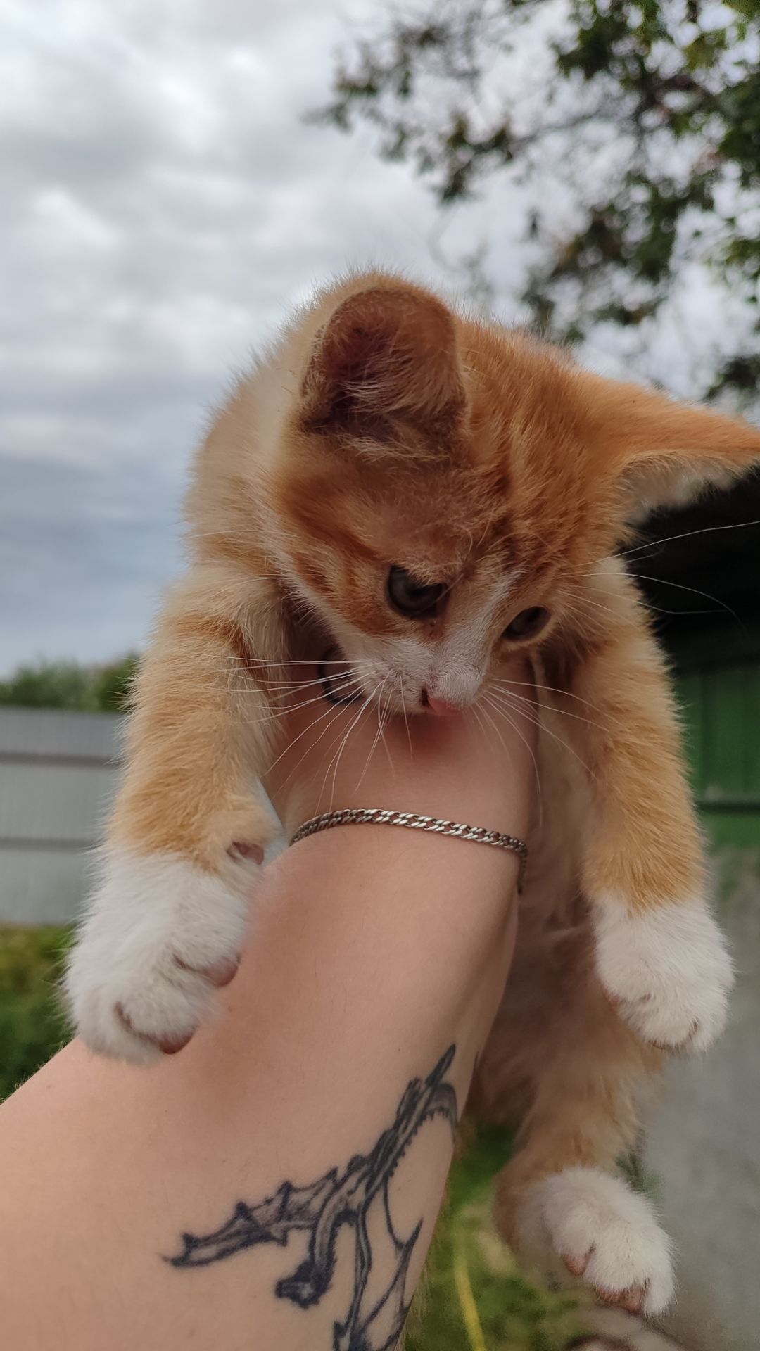 Котята без породи