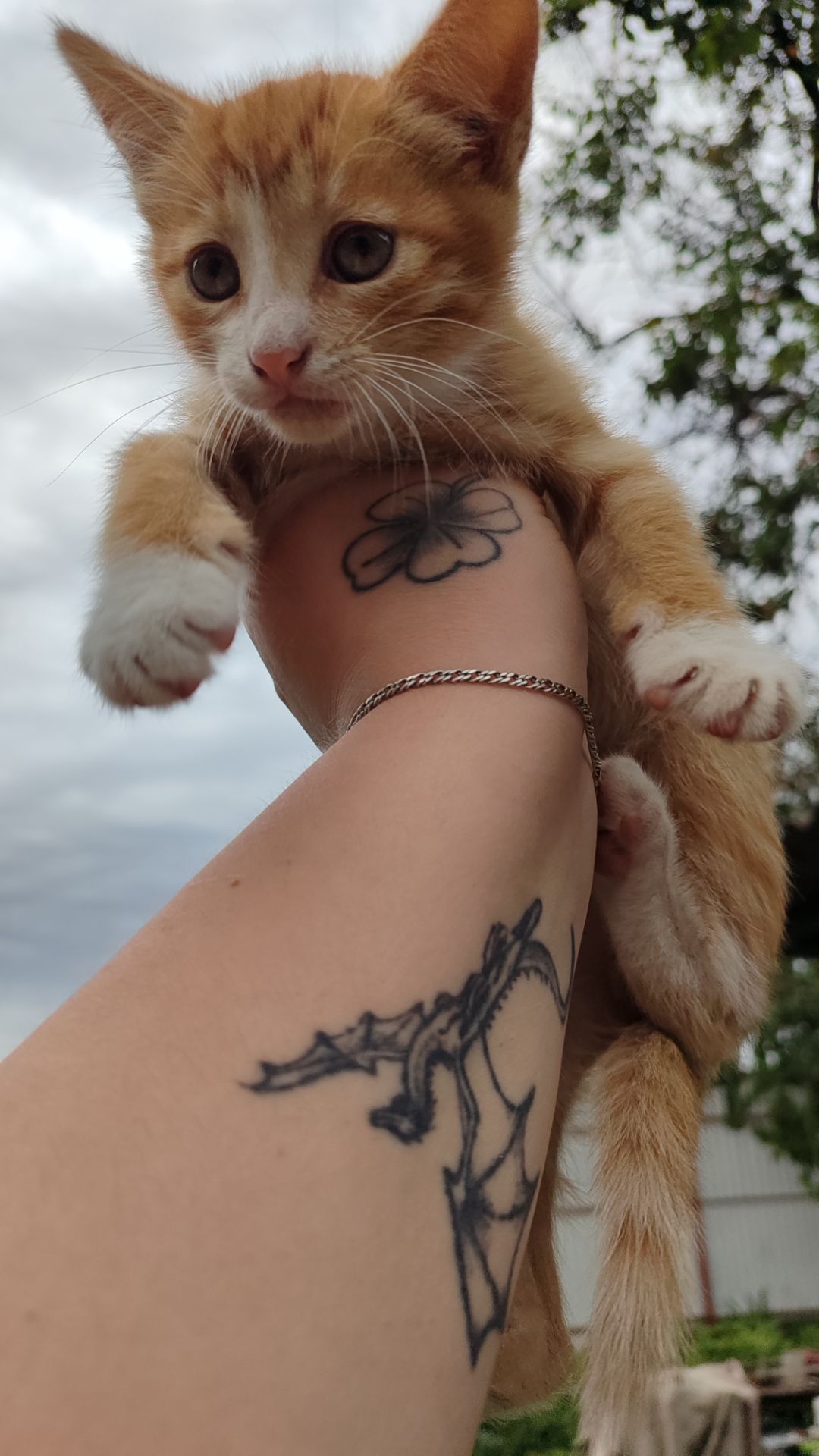 Котята без породи