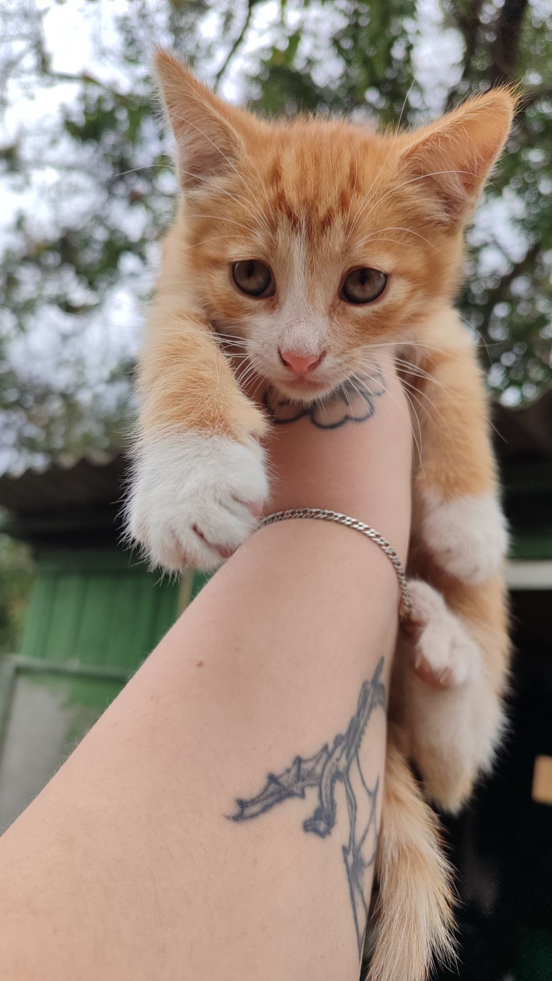 Котята без породи