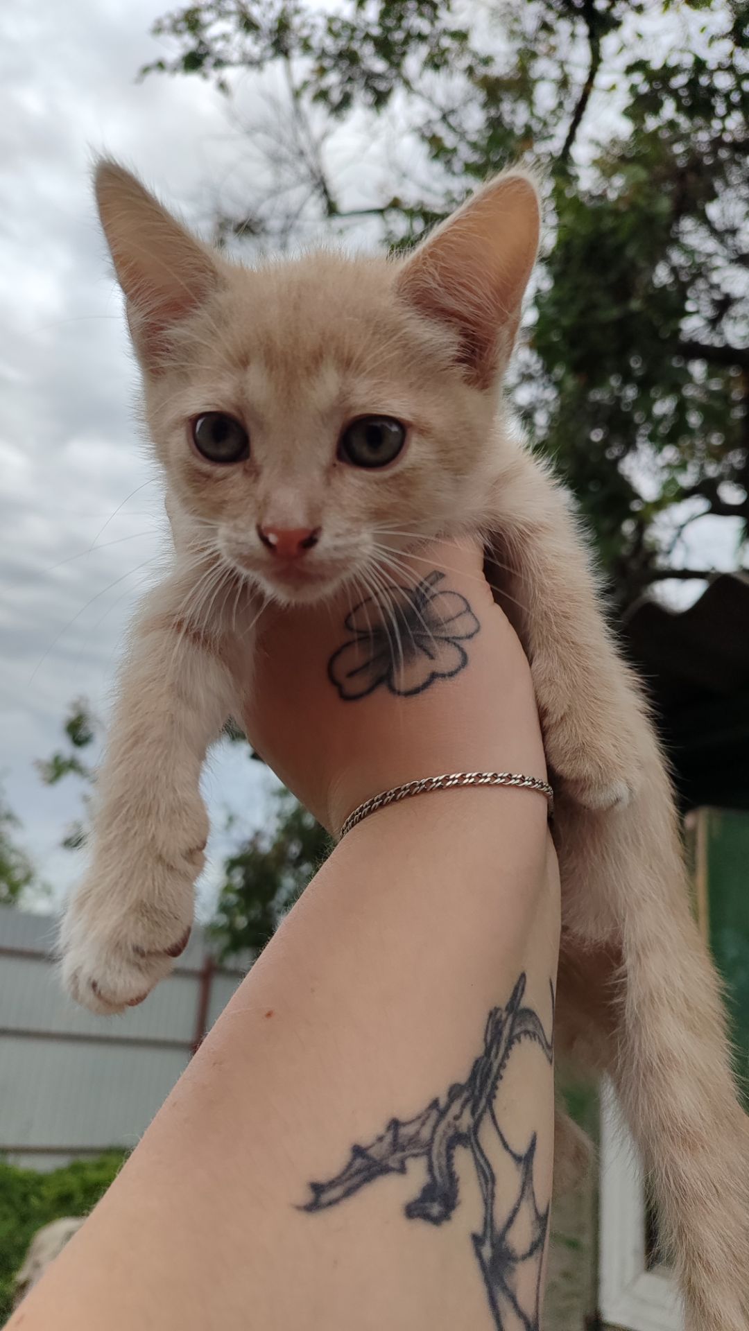 Котята без породи