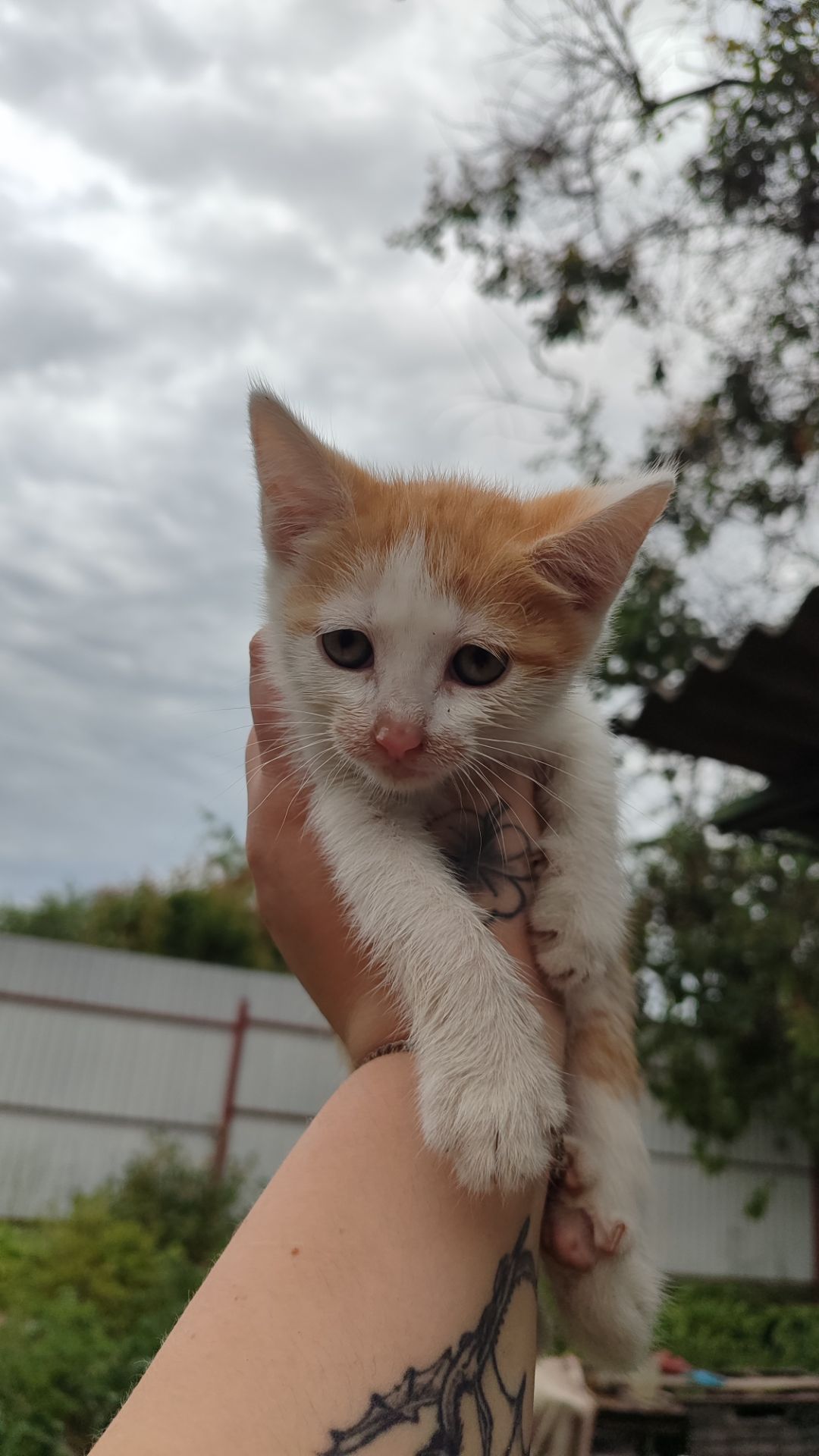 Котята без породи