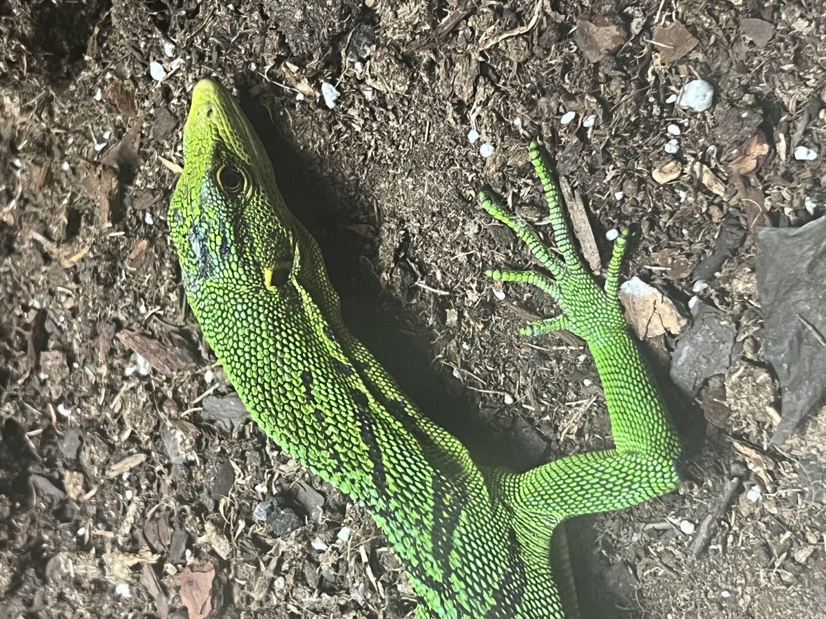 изумрудный варан (Varanus prasinus)