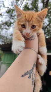 Котята без породи