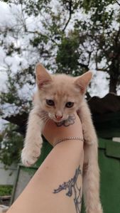 Котята без породи