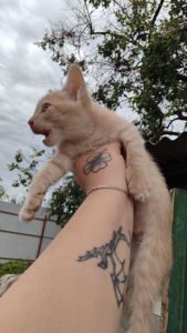 Котята без породи