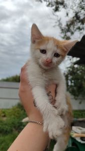 Котята без породи