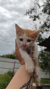 Котята без породи