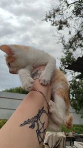 Котята без породи