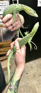 изумрудный варан (Varanus prasinus)
