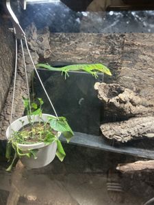 изумрудный варан (Varanus prasinus)