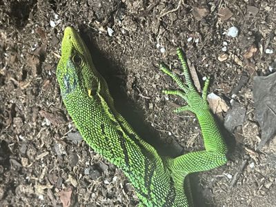 изумрудный варан (Varanus prasinus)