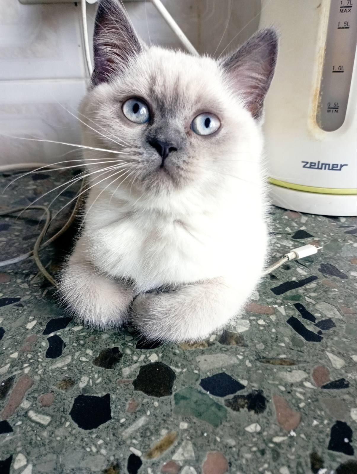 Продам шотландських шикарних котят