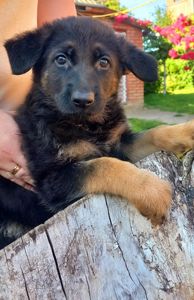 Цуценята німецької вівчарки