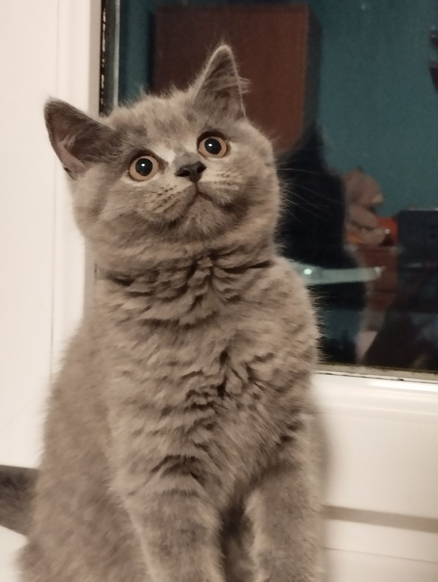 Шотландські кошенятка