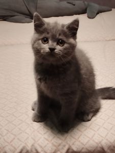 Шотландські кошенятка