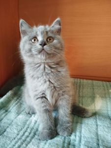 Шотландські кошенятка