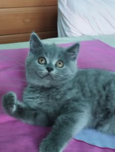 Шотландські кошенятка