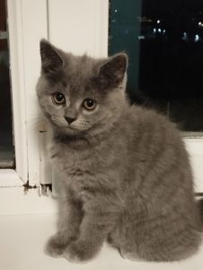 Шотландські кошенятка