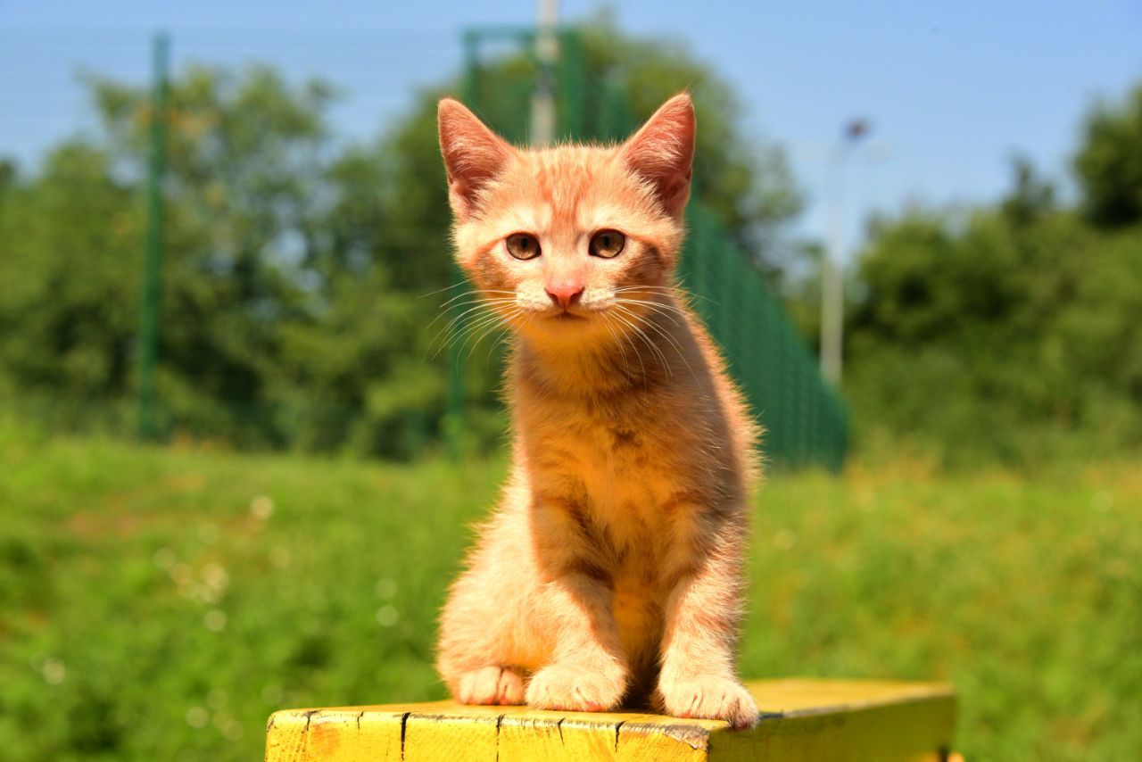 Промінь Сонечка Кошеня