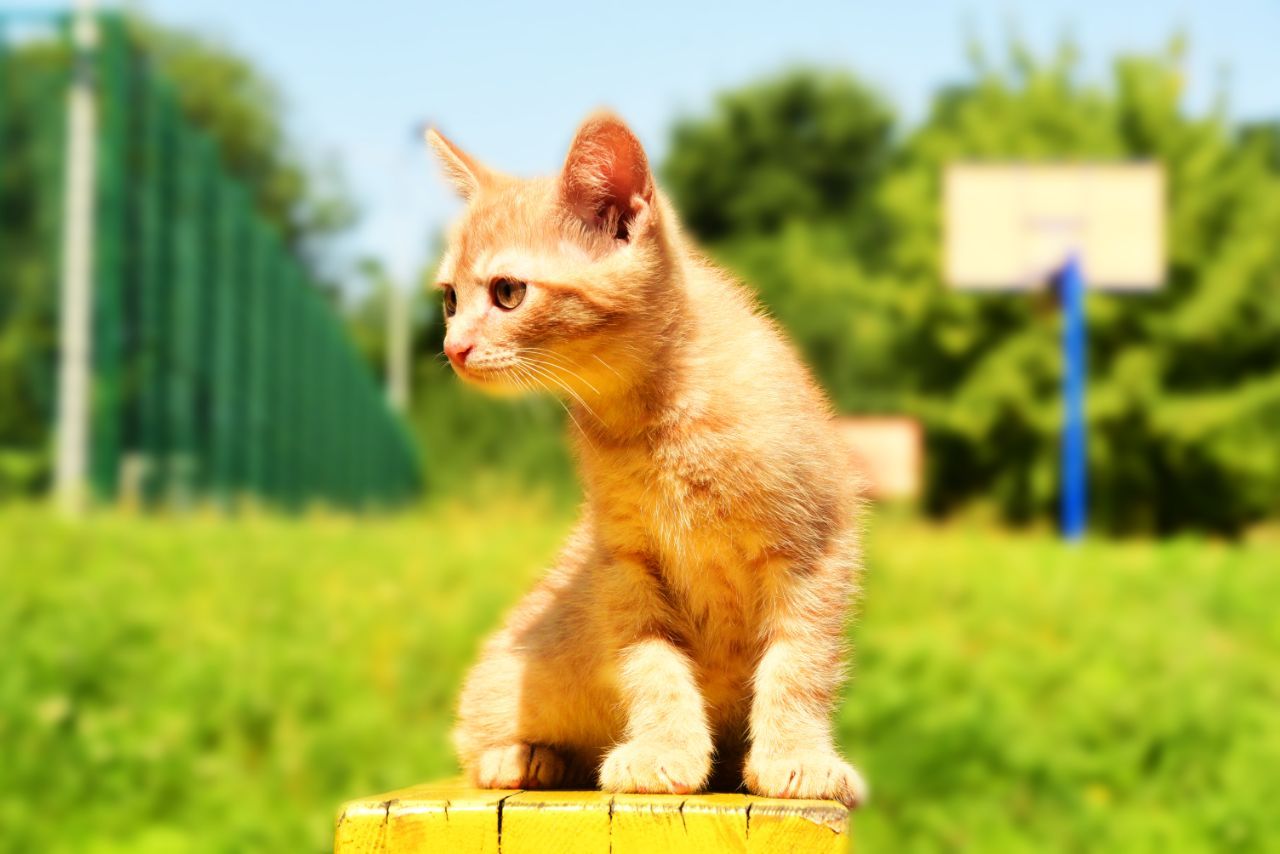 Промінь Сонечка Кошеня