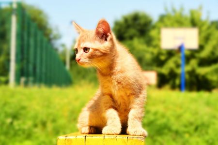 Промінь Сонечка Кошеня
