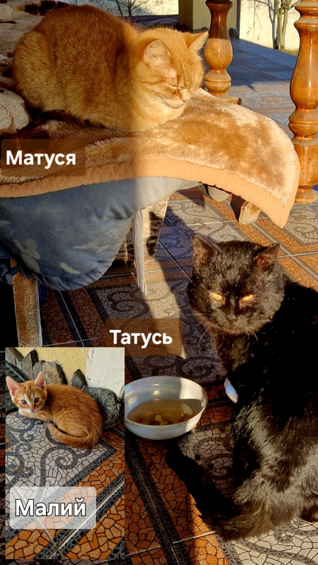 Промінь Сонечка Кошеня