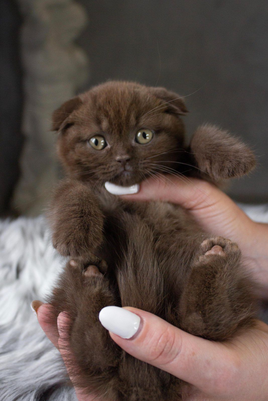Кошеня шотландське висловухе