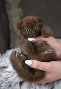 Кошеня шотландське висловухе